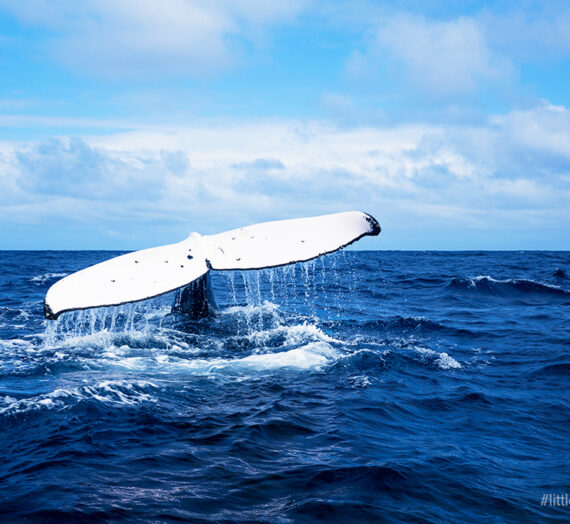 WHALE WATCH @ TONGA