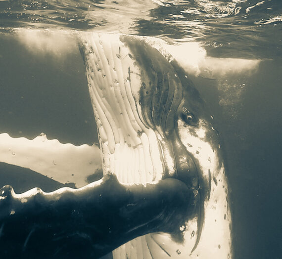 WHALE SWIM @ TONGA