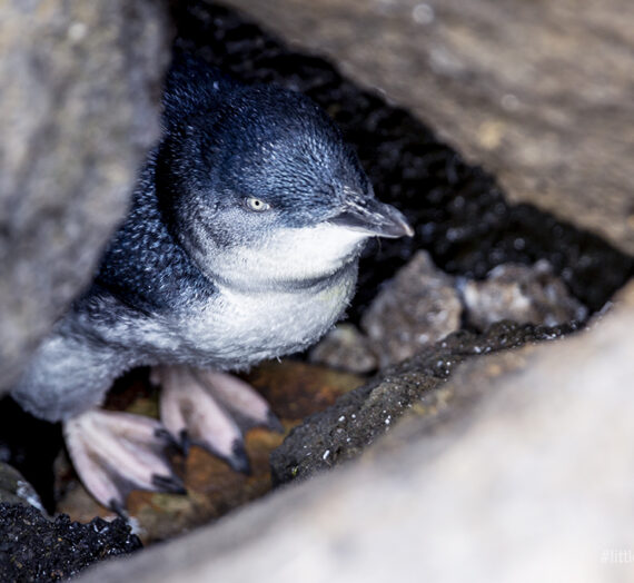 SMALLEST PENGUIN IN THE WORLD, BLUE PENGUIN